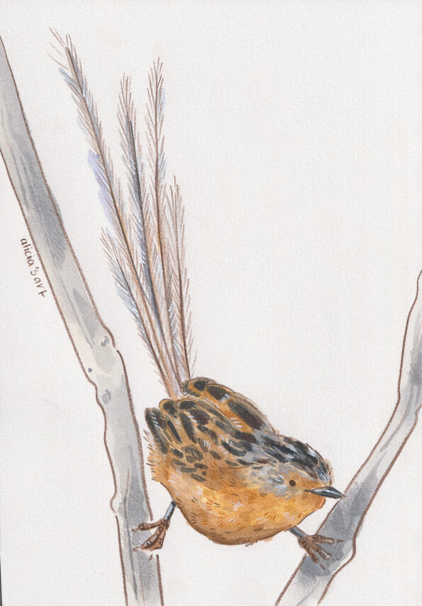 Southern Emu Wren - illustration for various print products