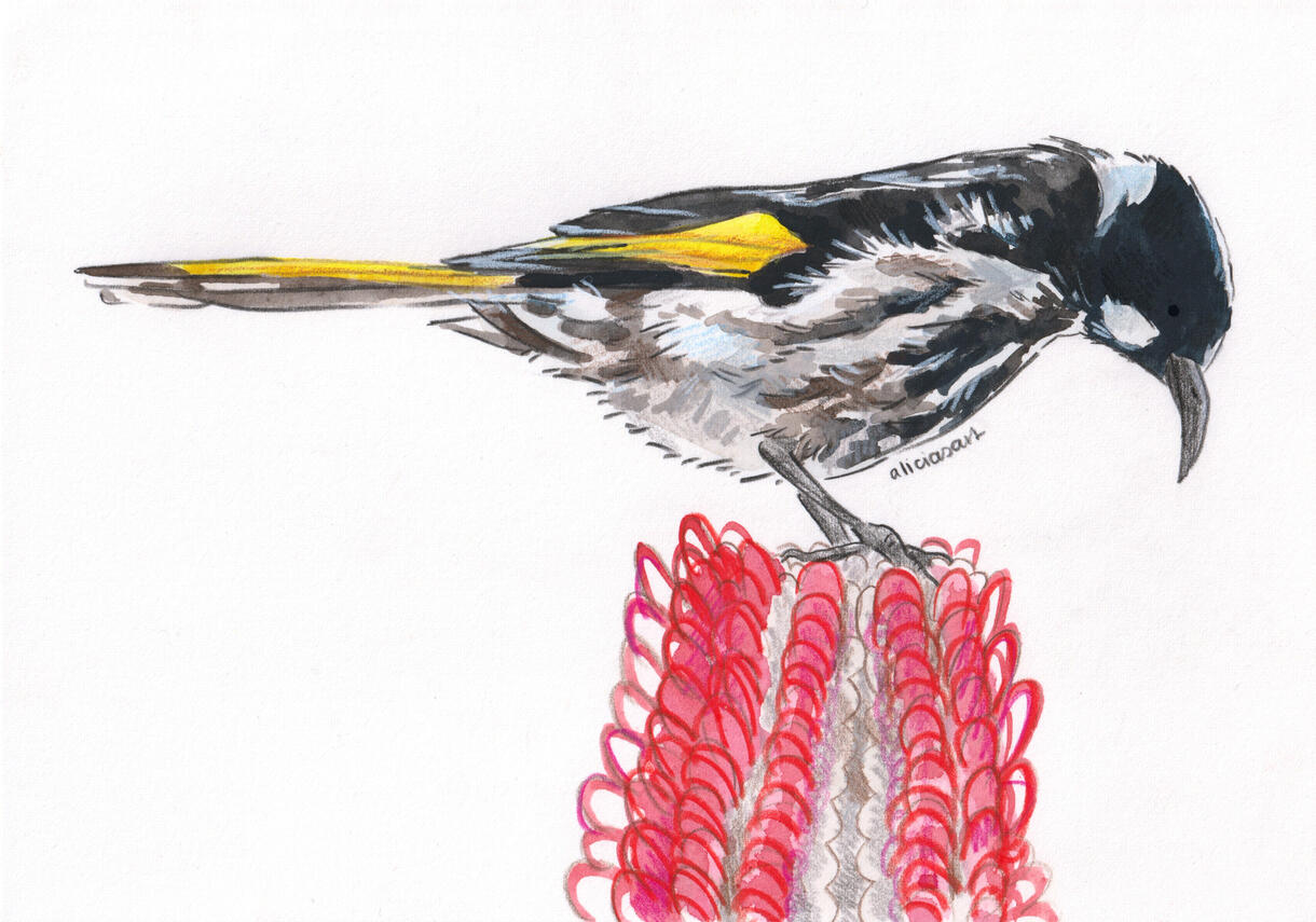 New Holland Honey Eater - illustration for various print products