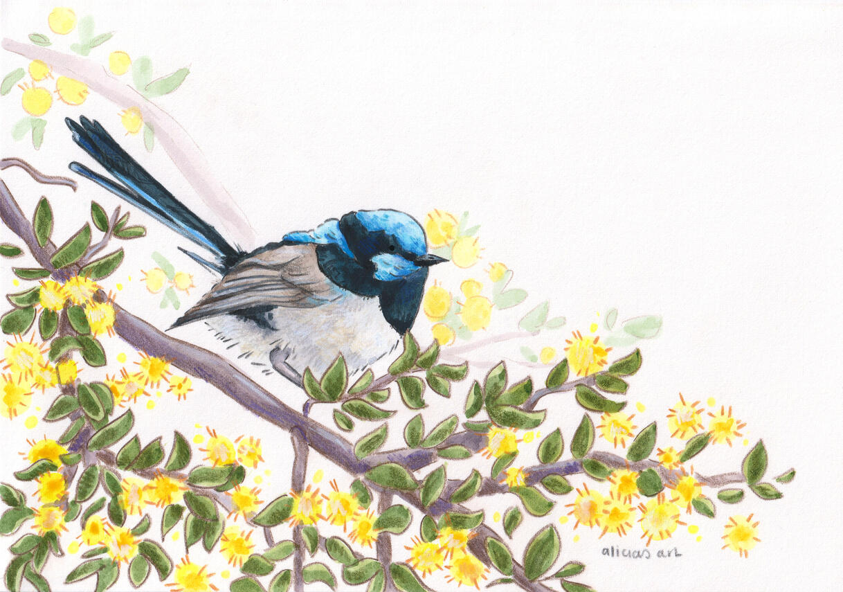 Superb Fairy Wren - illustration for various print products