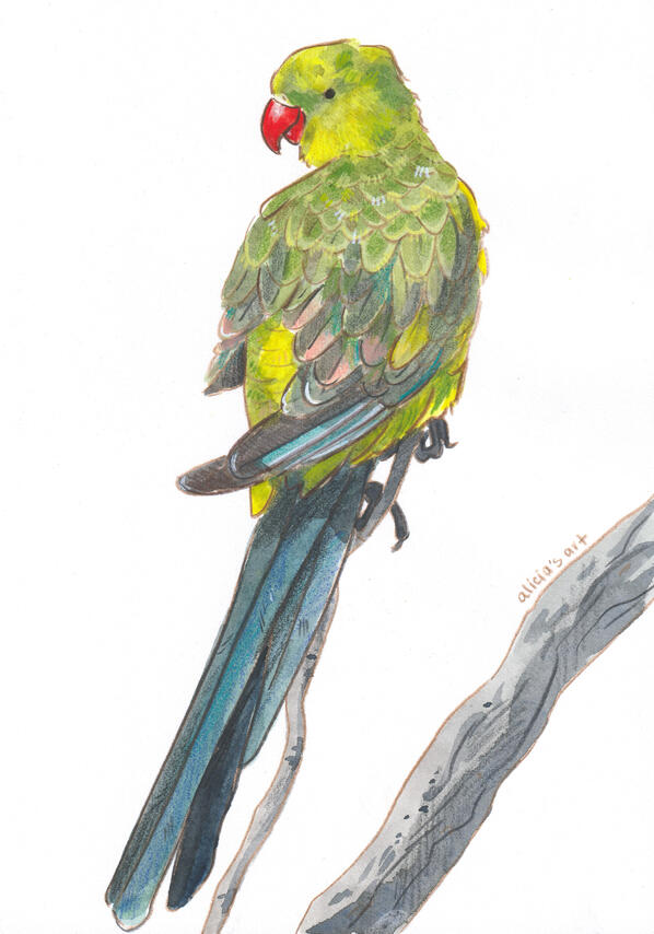 Regent Parrot - illustration for various print products