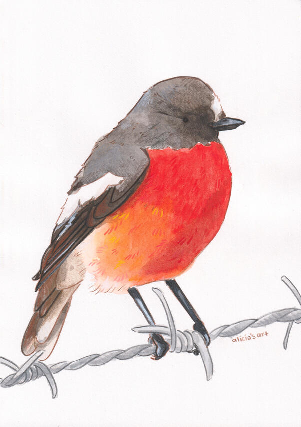 Flame Robin - illustration for various print products