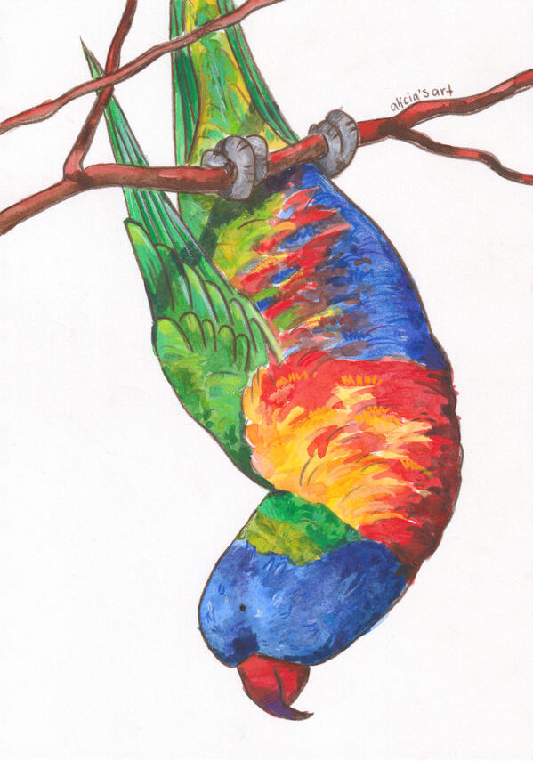 Rainbow Lorikeet - illustration for various print products