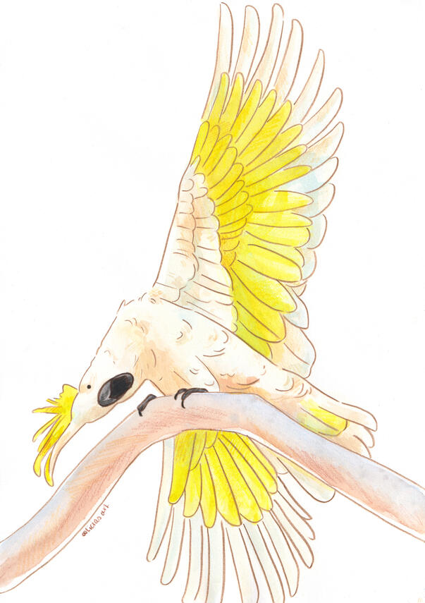 Silly Sulphur Crested Cockatoo - illustration for various print products